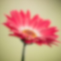 Blurred image of a flower