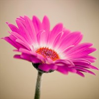 Pink-tinted image of flower