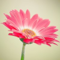 Lightened image of flower