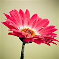 Sharpened image of a flower